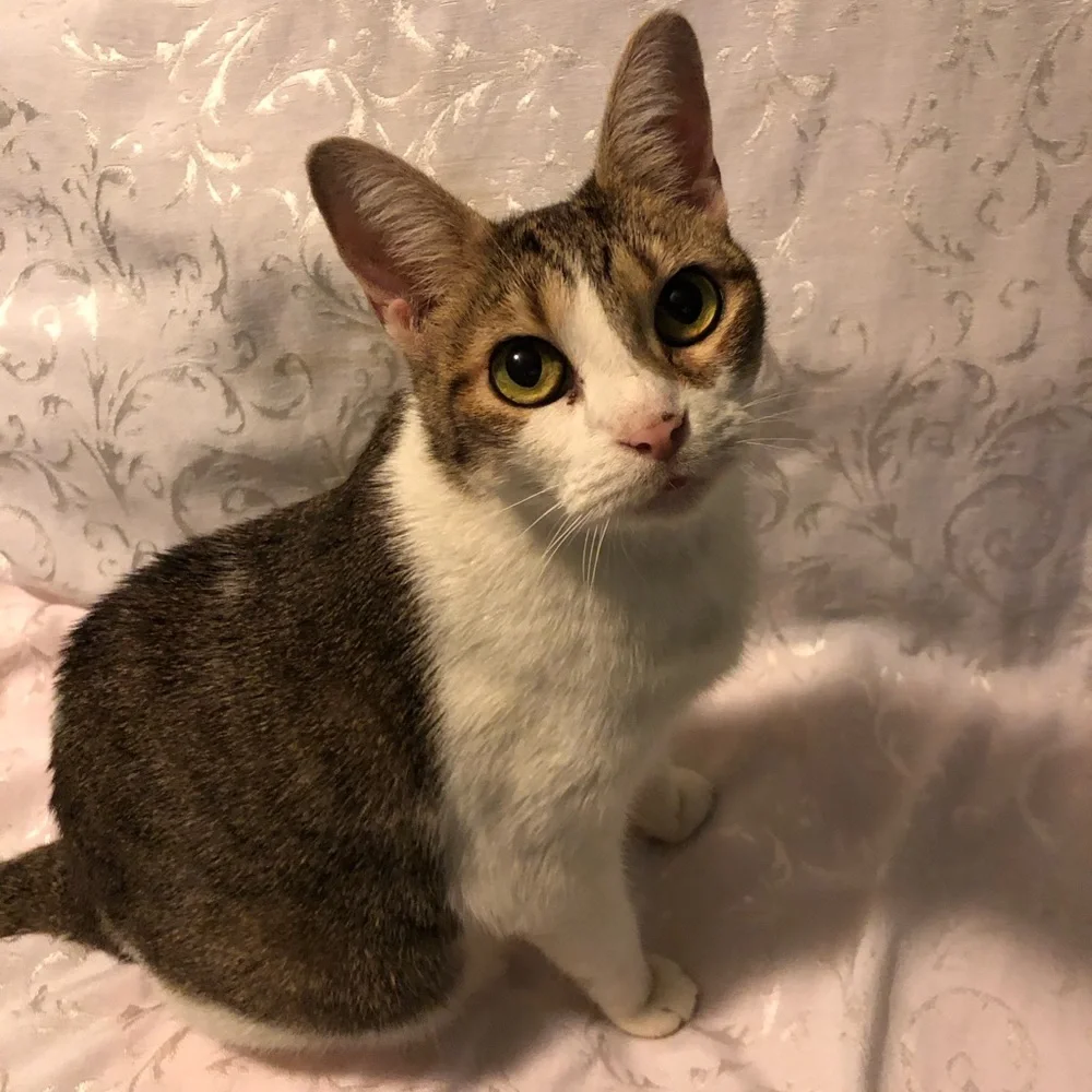 Live Share Shows 🏘️🏘️ Sharing my mine and yours! Sun TueThu 10pm CT. - Picture 7 of 7